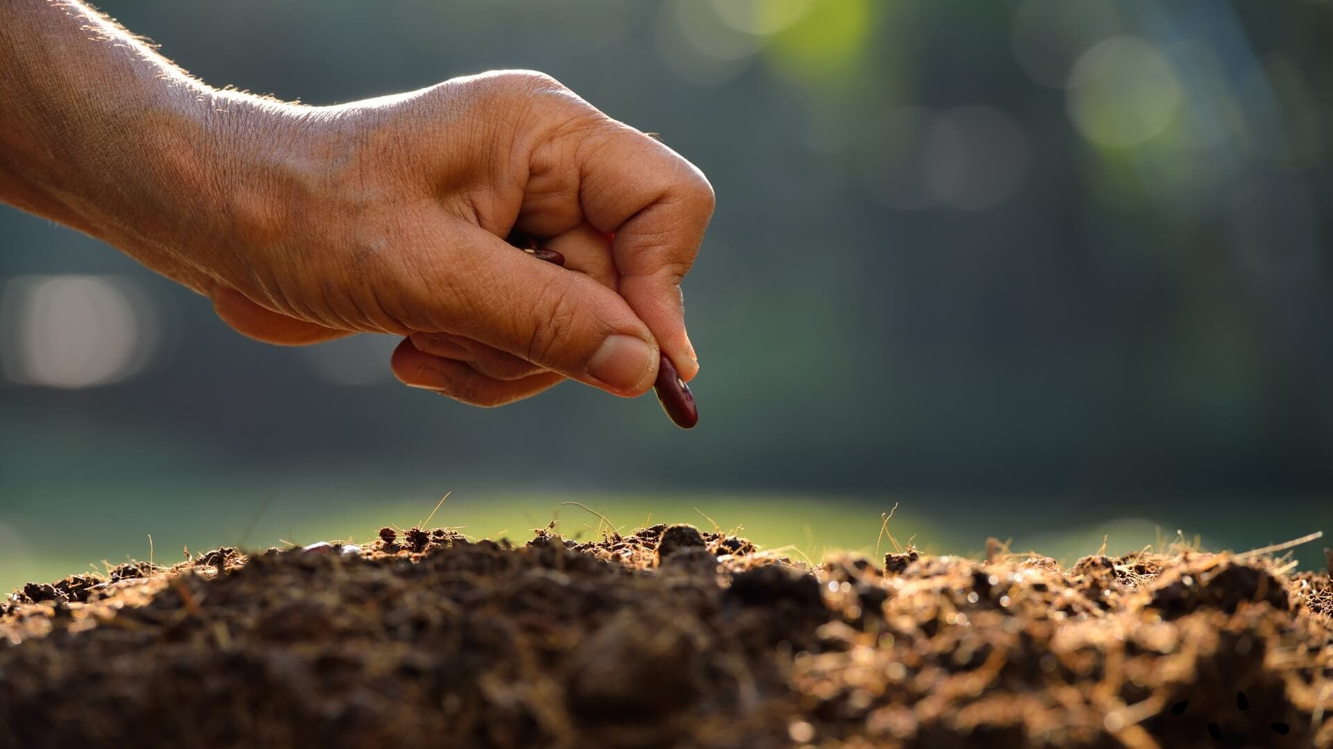 Zillay Seeds Gujranwala office contact visual