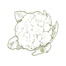 Cauliflower F1 crop icon