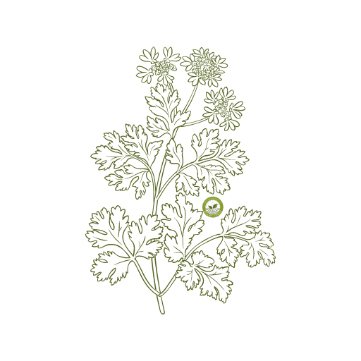 Hybrid Dhania Seeds icon