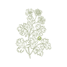 Hybrid Dhania Seeds crop icon