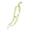 Hybrid Hot Pepper seeds F1 icon
