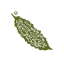 Hybrid Karaila Seeds F1 icon
