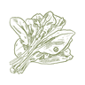 hybrid Palak Seeds crop icon