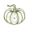 Hybrid Squash Seeds F1 crop icon