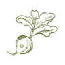 Turnip OPV seeds online crop icon