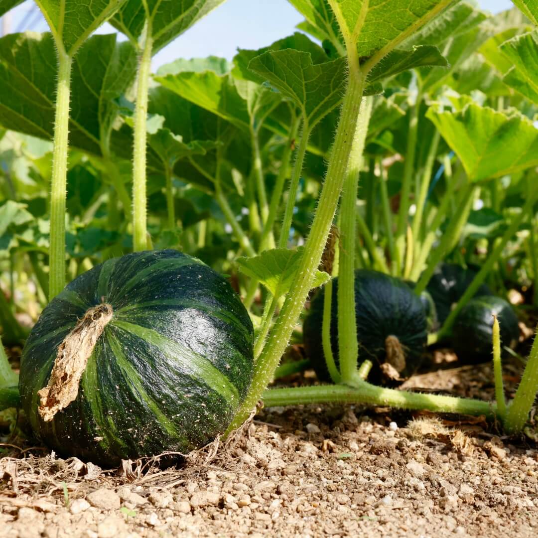 Hybrid Squash Seeds F1 gallery image 2
